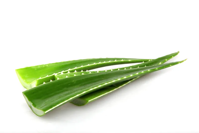 Tiges d'Aloe Vera Fraîches